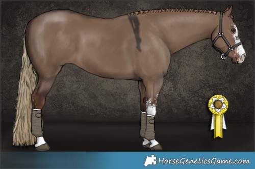 Horse Color:Liver Red Dun Sabino 