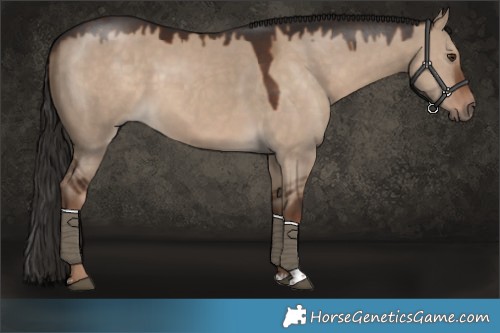 Horse Color:Liver Red Dun Sabino 
