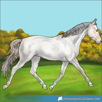 Horse Color:White Spotted Perlino Roan 