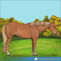 Horse Color:Chestnut 