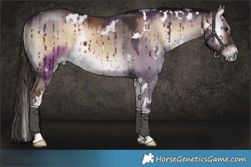 Horse Color:White Spotted Liver Red Dun Onyx Brindle 