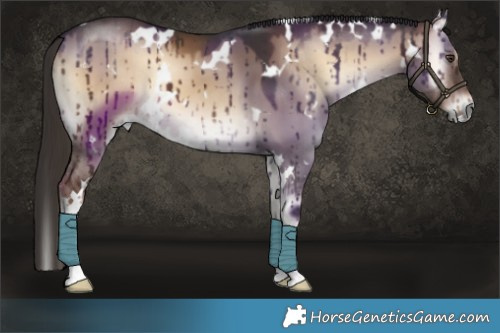 Horse Color:White Spotted Liver Red Dun Onyx Brindle 