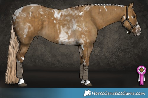 Horse Color:White Spotted Chocolate Palomino Dun Tobiano Brindle 
