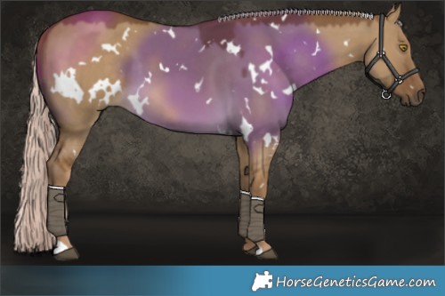 Horse Color:White Spotted Chocolate Palomino Dun 