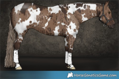Horse Color:White Spotted Liver Red Dun Brindle 