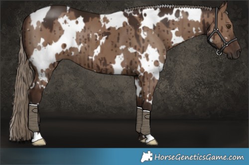 Horse Color:White Spotted Liver Red Dun Brindle 