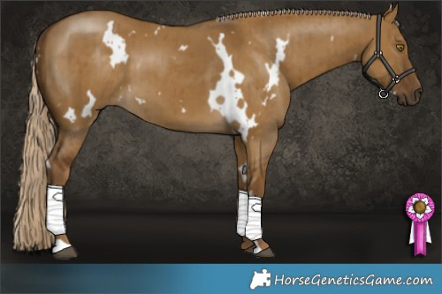 Horse Color:White Spotted Chocolate Palomino Dun Brindle 