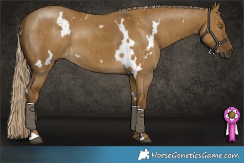 Horse Color:White Spotted Chocolate Palomino Dun Brindle 