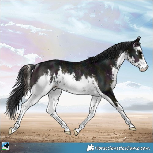Horse Color:White Spotted Midnight Blue Onyx Rabicano 