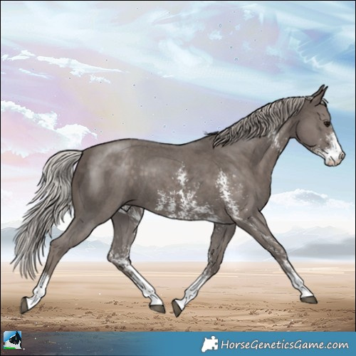 Horse Color:Silver Black Mushroom Sabino 