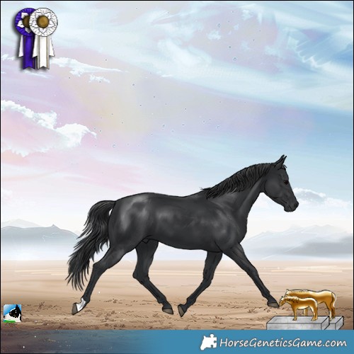 Horse Color:Black 