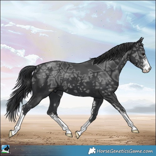 Horse Color:Black Ice Sabino 