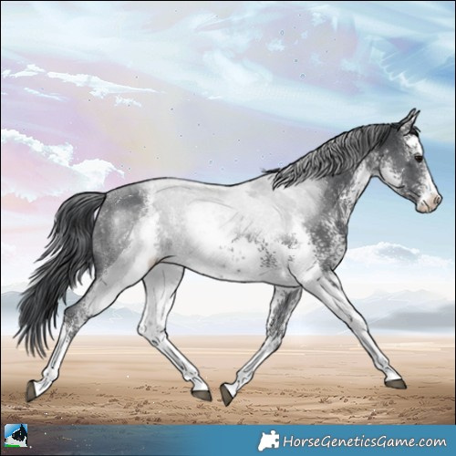 Horse Color:White Spotted Black Sabino Rabicano 