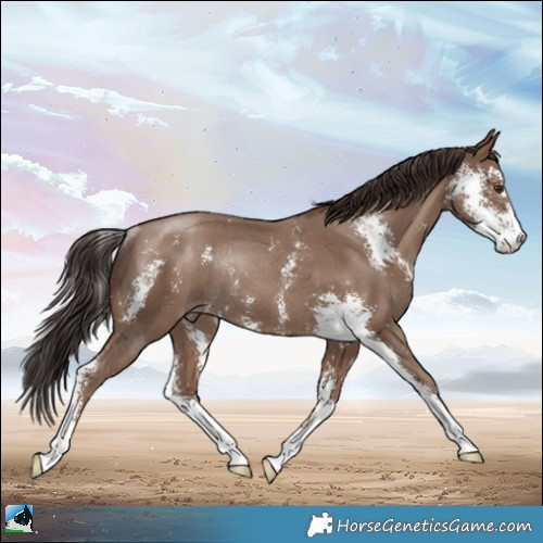 Horse Color:Classic Champagne Sabino Rabicano 