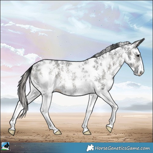 Horse Color:Blue Onyx Ice Sabino Rabicano 
