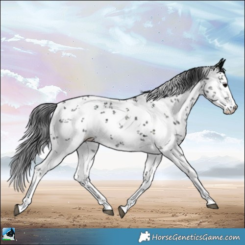 Horse Color:White Spotted Midnight Black Ice Sabino Rabicano 
