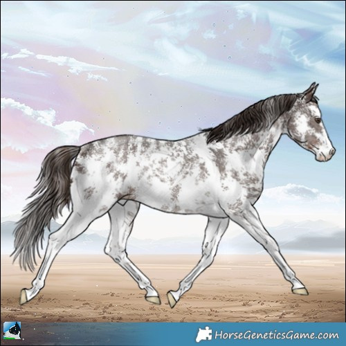 Horse Color:Liver Chestnut Sabino Rabicano 