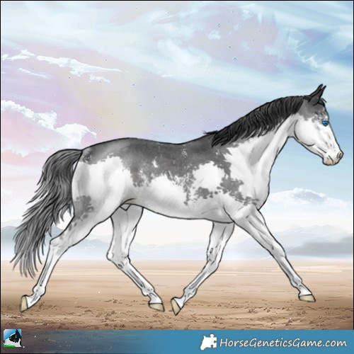 Horse Color:Black Sabino Splash Rabicano 