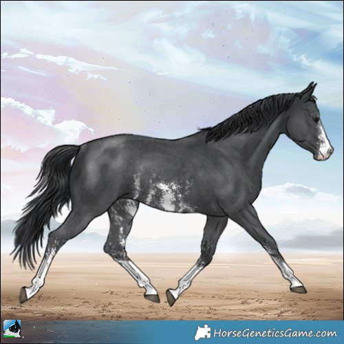 Horse Color:Black Mushroom Sabino Rabicano 