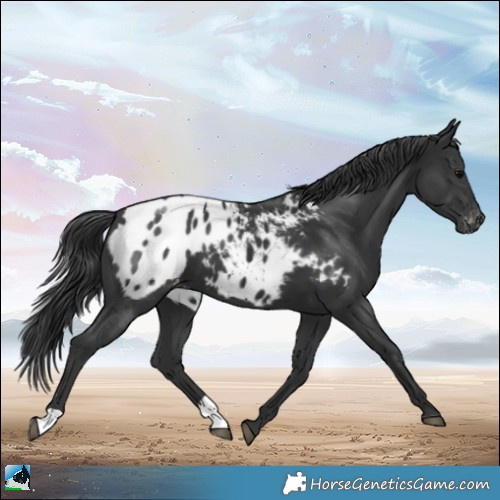 Horse Color:Black Appaloosa 