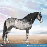 Horse Color:Blue Onyx Ice Rabicano