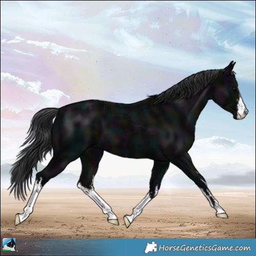 Horse Color:White Spotted Midnight Black 