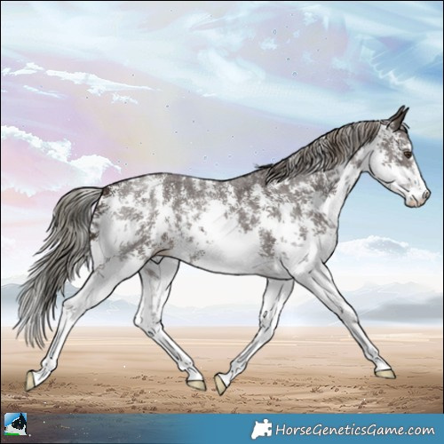 Horse Color:Liver Chestnut Mushroom Sabino 