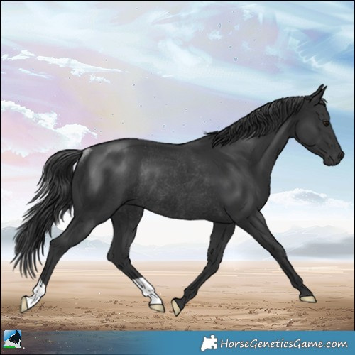 Horse Color:Black Mushroom Rabicano 