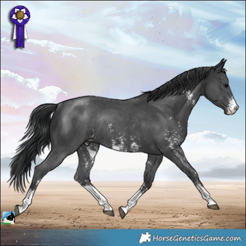 Horse Color:Black Mushroom Sabino Rabicano 