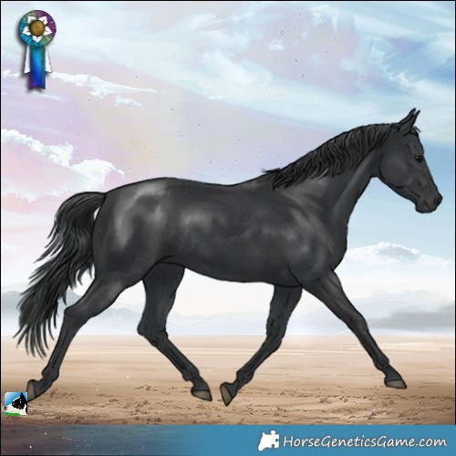 Horse Color:Black Mushroom Rabicano 