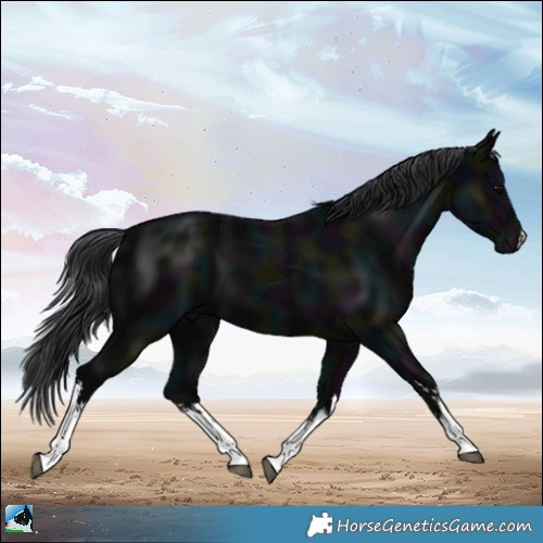 Horse Color:White Spotted Midnight Black Mushroom 