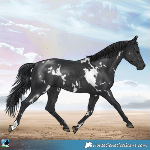 Horse Color:White Spotted Black Mushroom Rabicano 