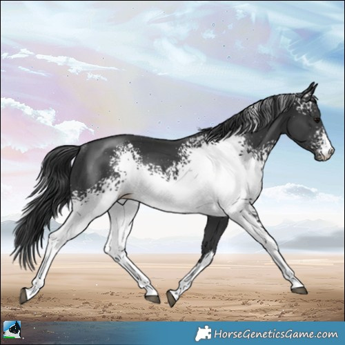 Horse Color:White Spotted Black Rabicano 
