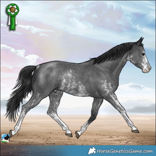 Horse Color:Black Mushroom Sabino Rabicano 