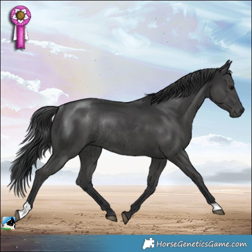 Horse Color:Black Mushroom Rabicano 