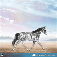 Horse Color:Black Sabino Rabicano