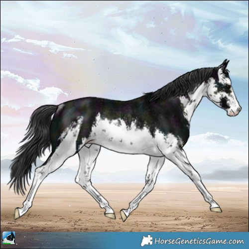 Horse Color:White Spotted Midnight Black Mushroom Rabicano 