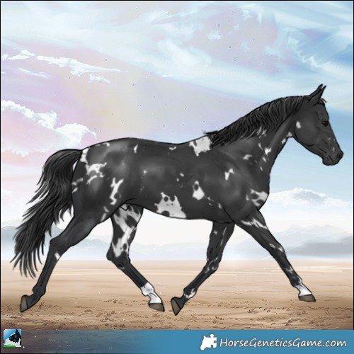 Horse Color:White Spotted Black Mushroom 