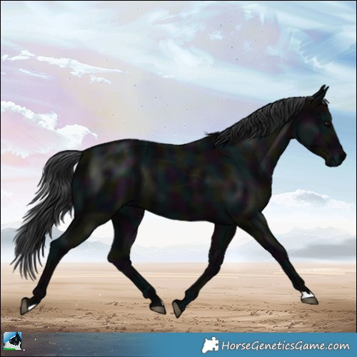 Horse Color:Midnight Black Mushroom 