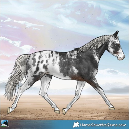 Horse Color:Liver Chestnut Mushroom Sabino Appaloosa Rabicano 