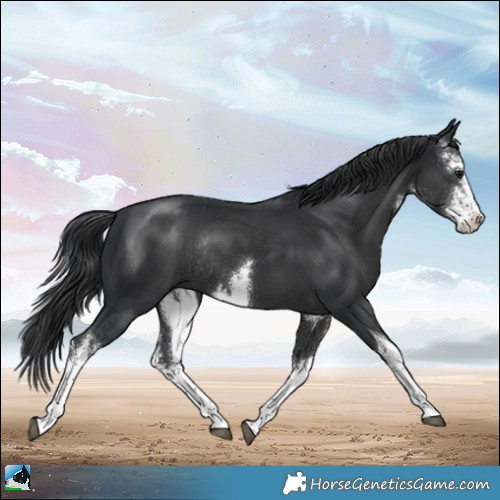Horse Color:White Spotted Black Mushroom Rabicano 