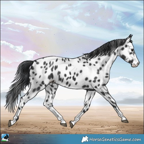 Horse Color:Black Near Leopard 