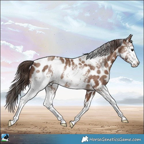 Horse Color:White Spotted Classic Champagne Leopard Rabicano 