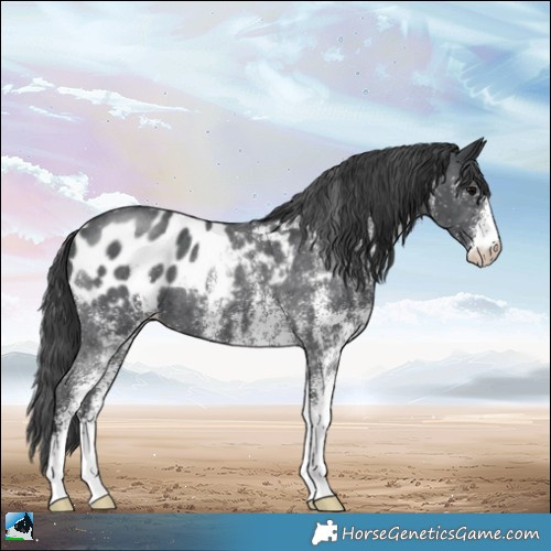 Horse Color:White Spotted Black Appaloosa Rabicano 