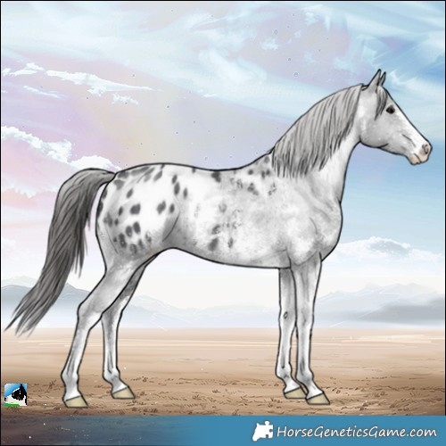 Horse Color:White Spotted Black Appaloosa Rabicano 