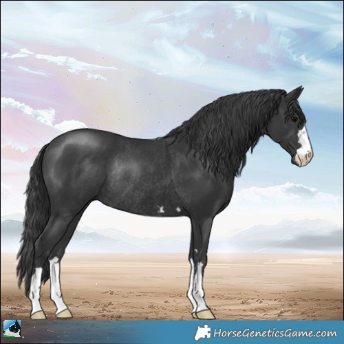 Horse Color:Black Rabicano 