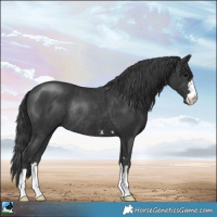 Horse Color:Black Rabicano