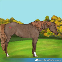 Horse Color:Liver Red Dun Brindle 