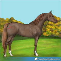Horse Color:Liver Red Dun Brindle 