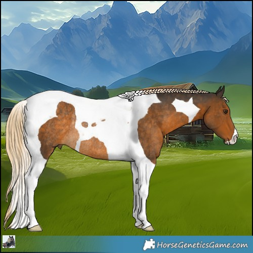 Horse Color:Chocolate Palomino Tobiano Rabicano 